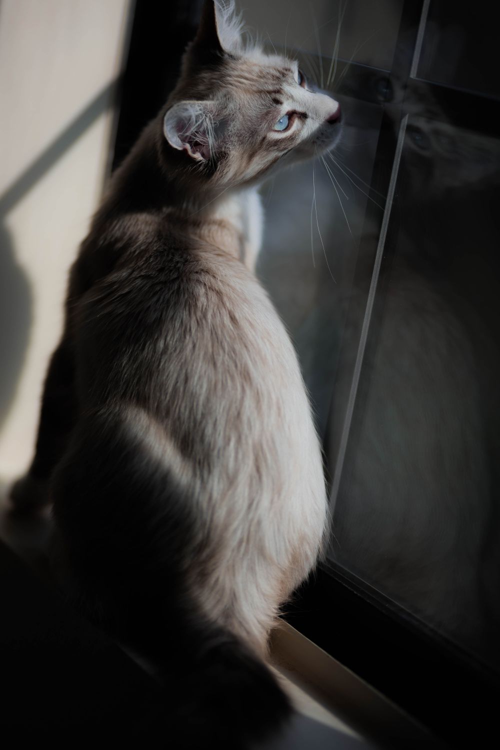 窓辺で外を見つめる猫のイメージ写真