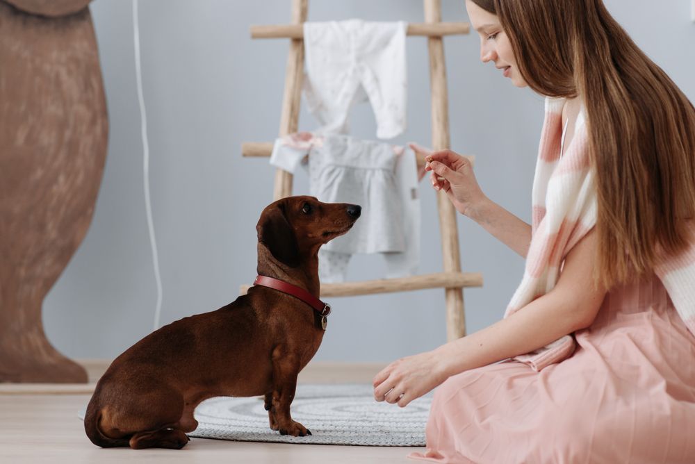 室内で犬と向き合いトレーニングする様子のイメージ写真