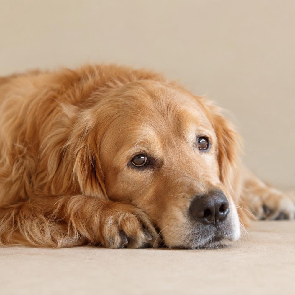 合同会社SUI ブリーダー事業 犬 やさしい表情でくつろぐ犬